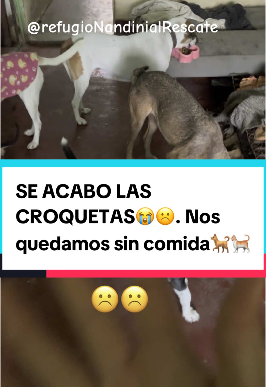 🚨SE ACABO LAS CROQUETAS ☹️. 🙏Apoya nuestro refugio de más de 45 rescatados y escríbenos al📲🟣915006956🥺🐕🐈 #mascotas #ayudaanimal #peru🇵🇪 #animales #refugio #rescateanimal #perros #adopta #apoyo #rescuedog #ayudanosaayudar #adoptanocompres #antesydespues #villaelsalvador #albergue #ayudaanimales #cachorro 