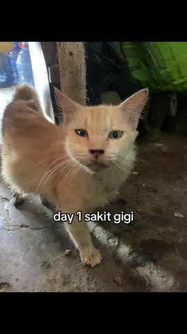 #kucinglucu #kucingmeme 
