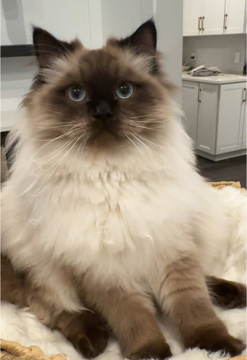 The purrs. The biscuits. 💞 #ragdoll #ragdollcat #ragdollcatsoftiktok #ragdolls 