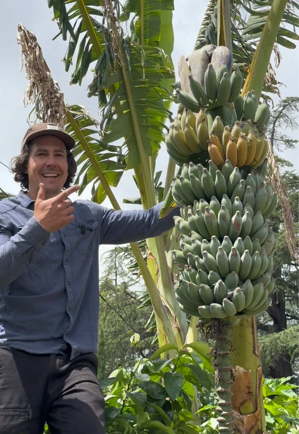 When I planted this banana two years ago, along with 50+ other tropical and subtropical plants in my Northern California food forest (zone 9b), it was very much an experiment.  I knew there was a chance that they would survive and possibly fruit here, but it wasn’t a sure thing. What I never would have expected is a rack of bananas this massive and for the fruit to taste so phenomenal. To be honest, I would’ve been stoked with a dozen bananas that tasted almost as good as what I could buy in the store. So to say this experience has exceeded my expectation would be an understatement.  This banana plant was a gift from a friend who didn’t know the name of the variety. After talking with people who have been growing bananas for a lot longer than I have it sounds like this is most likely a Tall Nam Wah banana.  #gardening #garden #homegrown #bananas#homestead #permaculture #foodforest #plants 