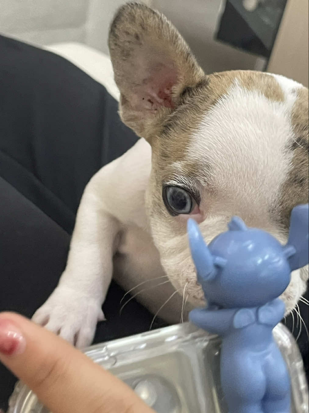 Thor- Nuestro #stitch 💙#liloandstitch #fyp #dog #ohana #foryoupage #contenido #movie 