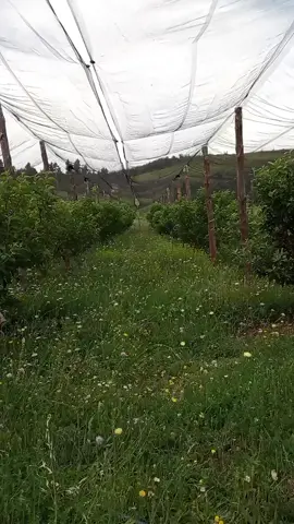 جبال 🌲 عين ميمون   🐦‍⬛🦊#خنشلة_باتنة_ام_البواقي_سطيف_شاوية