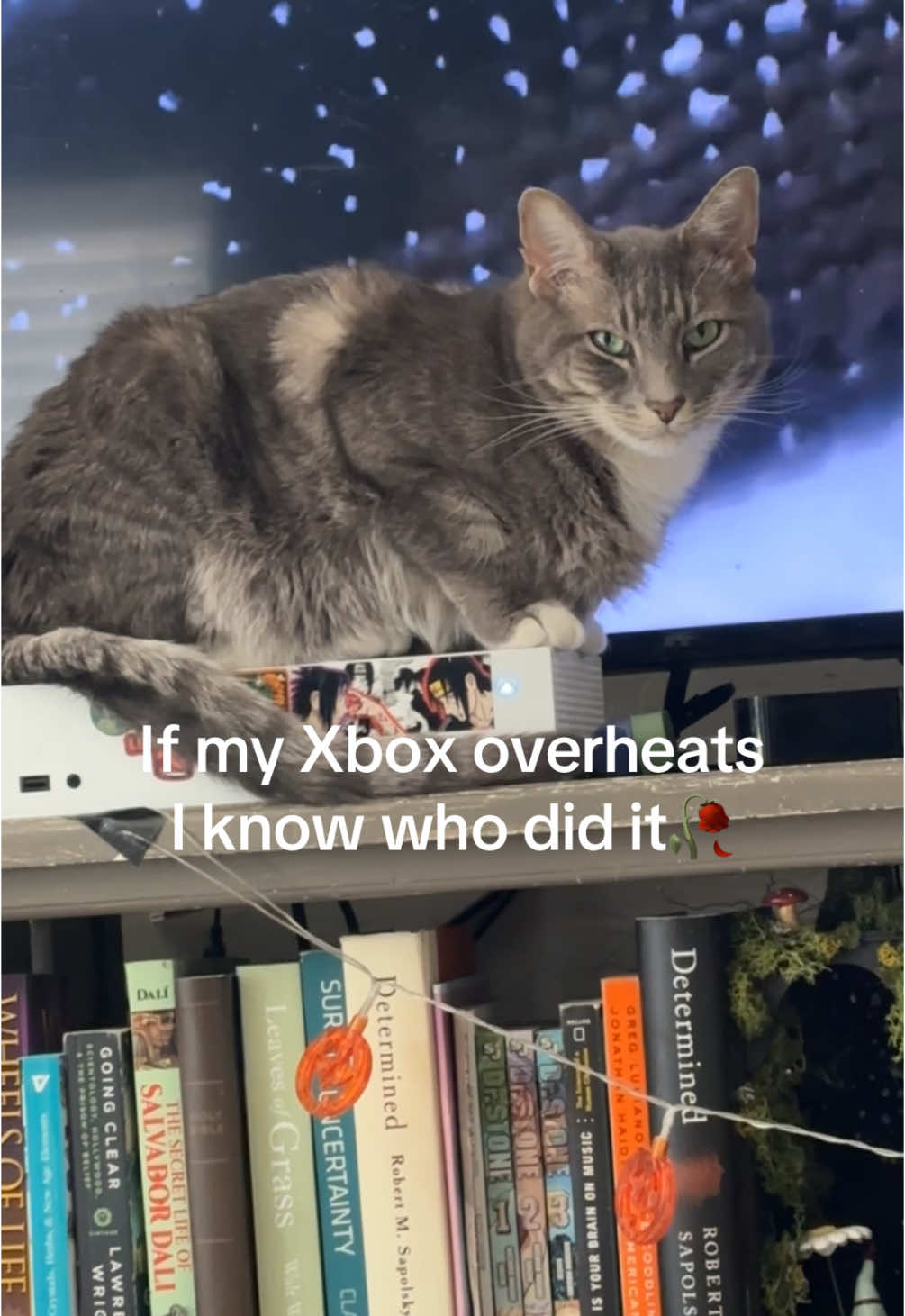Big booty mooshy 😔💔 #fyp #xbox #catsoftiktok #cat #catlover #cats #cattok 