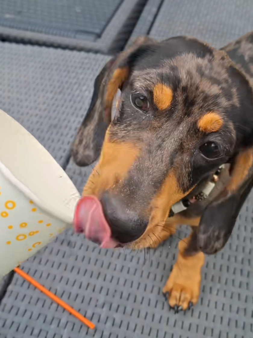 🥤🍿 #fyp #fypviralシ #foryoupage❤️❤️ #foryou #viral_video #teckel #teckellove #doglovers #dogloverforever #dog #doglove #trending #dachshundlove #voorjoupagina #dachshundaddict #dogmom #opdezedag 