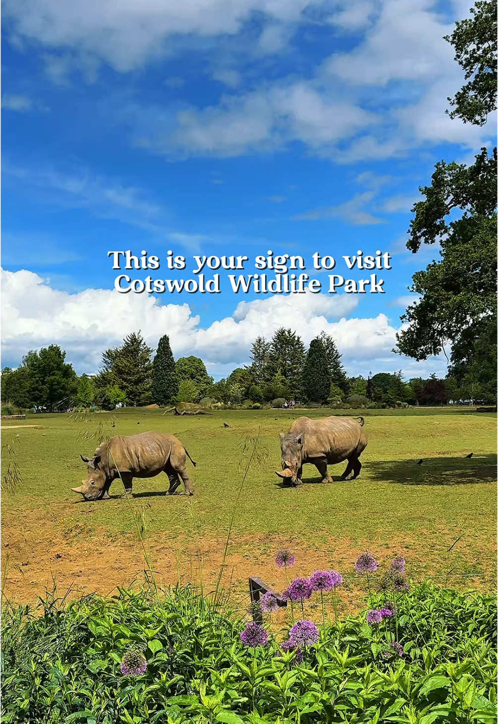 This is your sign to visit Cotswold Wildlife Park 🦓🦒🐫🦩🦏🐍 We came here a few years ago and I’d honestly forgot just how good this place is! There’s so much open green space and you can get up close to so many animals. There’s tonnes to see, a huge play area, walk through lemurs (fave!) a train, feeding times to watch, a farm, a museum inside the house and loads more!  The stuff you wanna know 👇🏻 📍OX18 4JP 🎟️ Adult tickets from £17.50 🎟️ Child tickets from £12.50 🎟️ Under 2’s are FREE  🅿️ Plenty of FREE onsite parking 🚂 Train ride £2 per adult, £1 per child, Under 3’s FREE  🍽️ Onsite cafe and places to purchase teas/coffees/ice cream  This is a fantastic day out for all ages and really is great value for money considering just how much is here! (We even saw 2 ‘celebs so if it’s good enough for them, it’s good enough for us! 😆)  Tag someone who needs to go here!  📌 Don’t forget to Like & Save 🗺️ Follow for more days out inspo!    #cotswolds #cotswoldwildlifepark #daysout #ukdaysout #familydaysout #uktravel #daysoutwithkids #familyadventures #dayoutideas #travel #fyp 