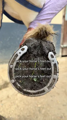farrier happiness unlocked 😂 💅 