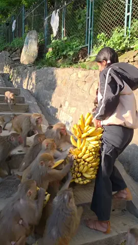 Heartwarming Moment: Feeding Wild Monkeys with Bunch of Banana #goodfriday #viral #fyp #usa🇺🇸 