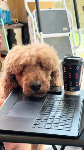 Koda Bear sends out his big poodle vibes for an amazing Thursday 🙌🏻🐾🐾❤️❤️❤️❤️❤️❤️❤️❤️❤️❤️❤️❤️❤️#poodle #poodlesoftiktok #cutedog #dog #dogsoftiktok #dogs 