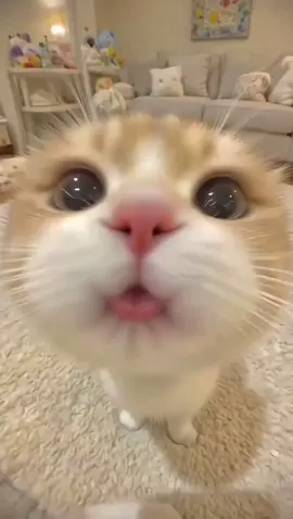 Sweet Cat And Tongue Live Wallpapers Photos #sweet #cat #cats #catlover #wallpaper #livephoto #livewallpaper #videowallpaper #phonewallpaper #bestwallpaper 