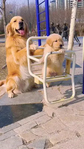 brother love 😘😘💗 #funnydogs #goldenretrieversoftiktok #goldenretrieverworld #goldenretrievercrib #goldenretrieverpuppy 