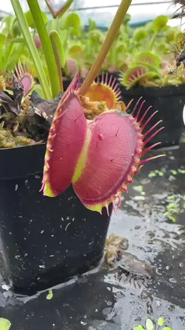 A Letal Planta Carnívora - A Planta Carnívora que Devora Insetos em Segundos! 🌿🦟 #PlantasCarnívoras #NaturezaMortal #CuriosidadesDaNatureza #PlantasAssassinas #JardimDoTerror #BiologiaExtrema #PlantasQueComemInsetos #MundoVegetal #PerigoVerde #CarnivorousPlants 