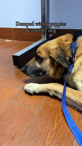 Her name was Marilyn back in #2018… -#germanshepherd #chipcheck #rescue #Texasdogs 