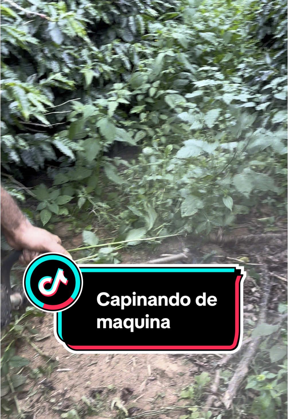 Roça mato pra mim e assim rente o chão #agro #agricultura 