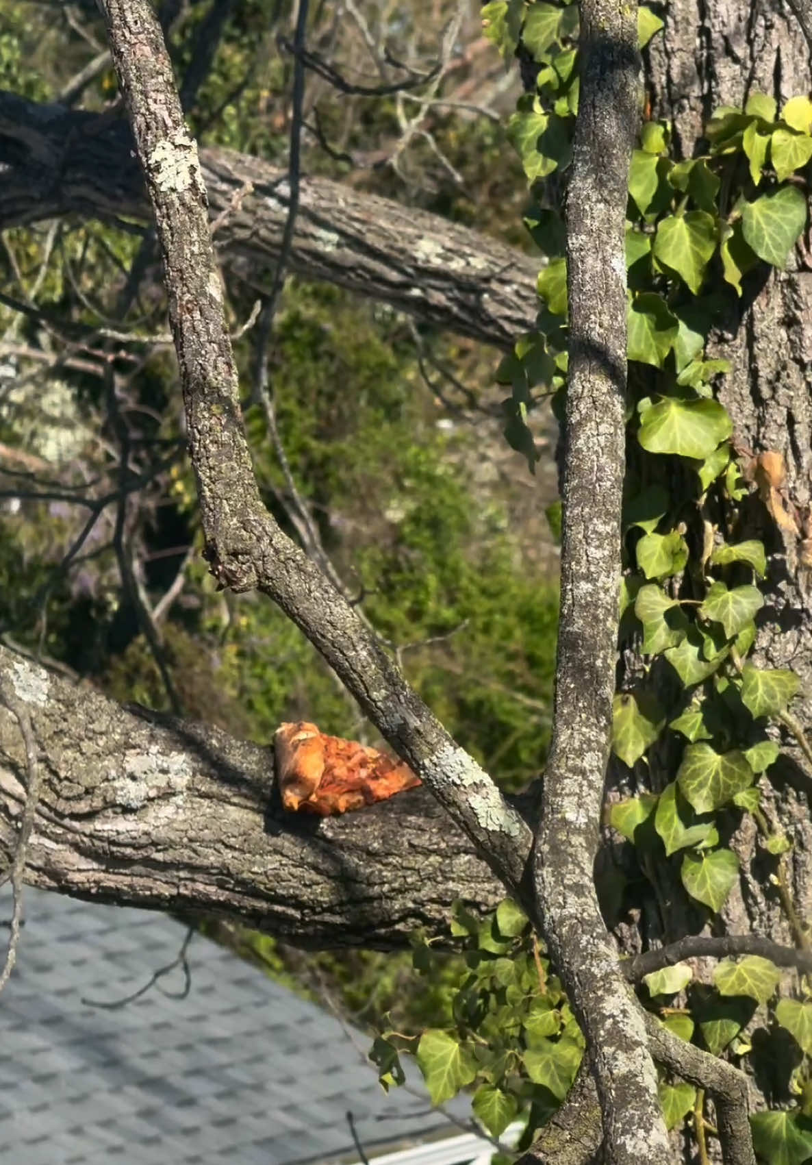 not every day you find a slice of pizza in your tree 🍕  these elmer squirrels are different 😂
