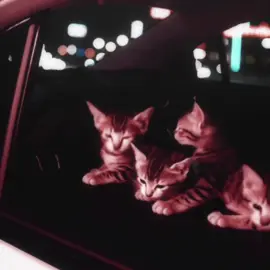 треки в тгк ptenecx  #SoundCloud #catdance #SoundCloudMusic #petdance #music #tuborosho  @123 #edit 
