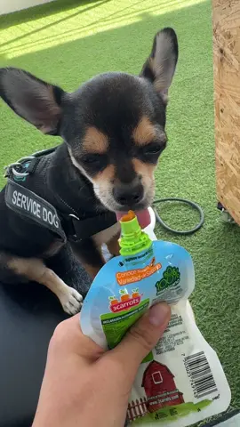 recuerden comer frutas y verduras  #luchitoelperrito #chihuahua #pets #funny #fyp #mexico #cutie #dog #baby 