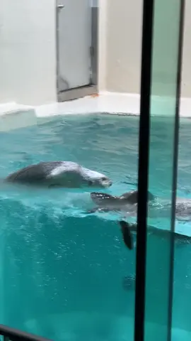 ラッコのメイちゃん＆キラちゃん🦦 メイジャイアンの瞬間🤣 メイちゃんは気付いてないけど、取った分はちゃんと飼育員さんがキラちゃんに返してるんですよ😉 #ラッコ#鳥羽水族館#ラッコのメイちゃん#ラッコのキラちゃん#みんなの鳥羽水#sea_otter #seaotter #toba_aquarium #ラッ活