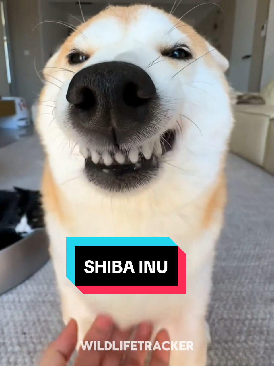 This is the Shiba Inu #shibainu #shibainupuppy 