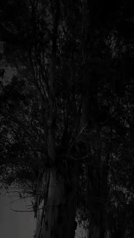 اللي يمشي يمشي عادي #النوايا_تبان_في_شدة #اللي_يمشي_عادي #داليا_مبارك @أســـــــــ💔ــــــــامة 