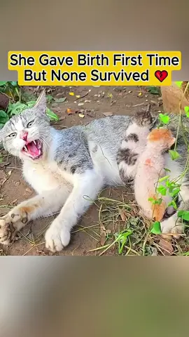 A Cat Gave Birth First Time–But None Survived 💔😿 #fypシ #cat #rescue #rescuecat