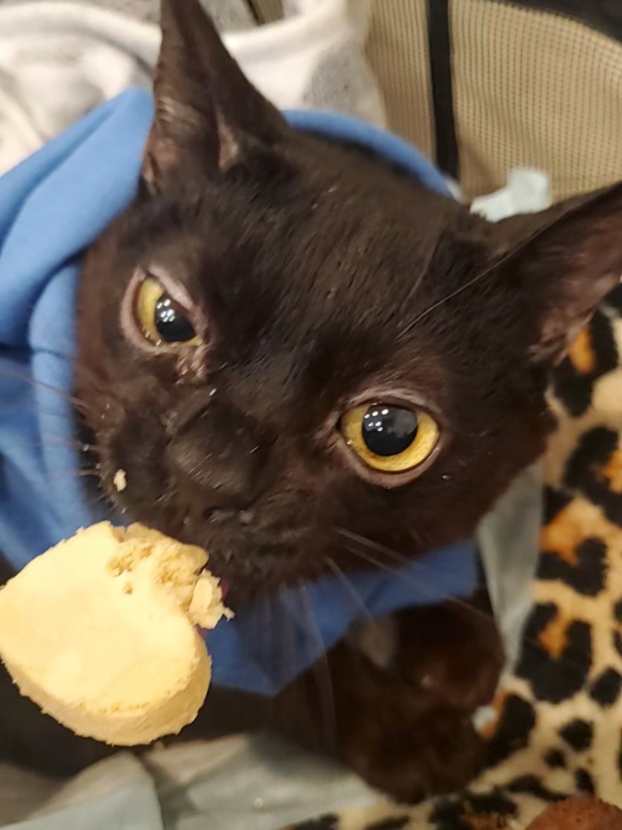A kind client gave Skippy a Purr Pop as a treat. He loved it! What a spoiled boy lol #SnackTime #purrpop #catseating #blackcat #blep #specialneedscat #feelinggood #wholesome #fy #fyp #fypシ #fypage 