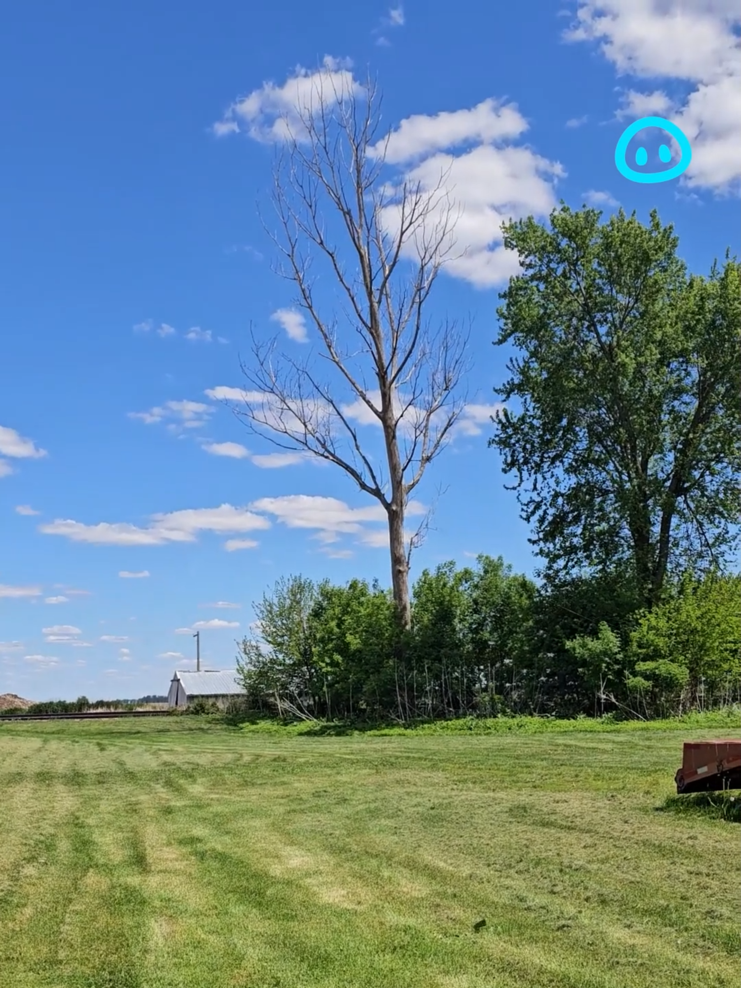 At least the tree didn't overreact... #treeremoval #treecutting#firewood
