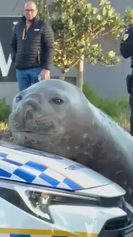 A Southern elephant seal makes a surprise visit to the residential neighborhood of Gordon’s Bay in Cape Town, South Africa, and triggers an almost nine-hour rescue effort to return him to the coast. #CNN #news #SouthAfrica #seal