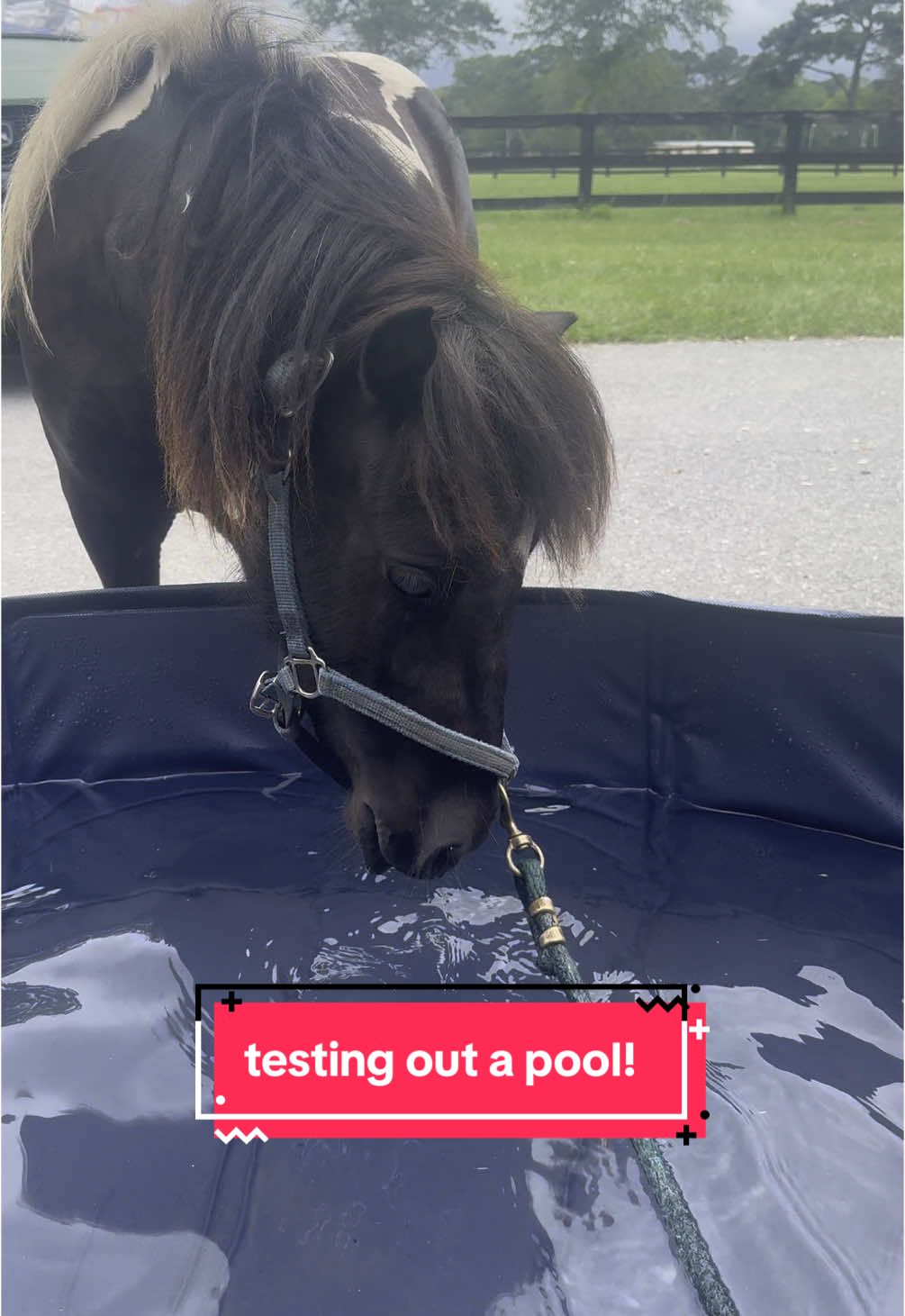 Safe to say Honeybee wasn't feeling as brave as Morningstar! I do think there may be a follow up to this where she's finally brave enough to go in! #dandelionbluefarm #minifarmlife #farmlife #horses #minihorsesforsale #minihorse #minifarm #pool 