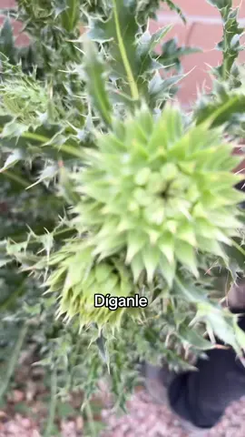 #diganle