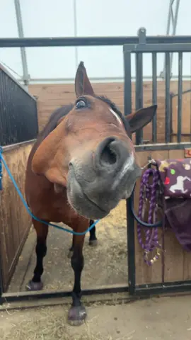 Allie takes her sweet treats VERY SERIOUSLY 💁🏽‍♀️ #fyppppppppppppppppppppppp #fyp#trendingvideo #horses #arabianhorse #sweettreats #funny#