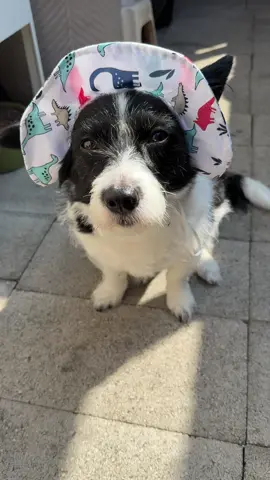 I like it better when I’m the customer. I didn’t have to pay for all the blueberries.  #blueberry #farmtomouth #happydog #sunny #socal #doghat #dogclothes #dogmom #doglover 