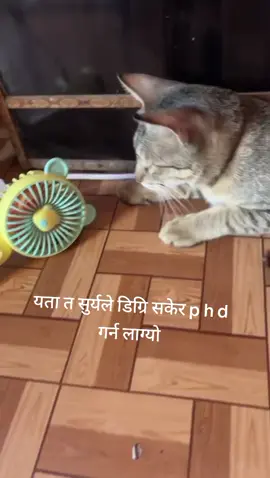 यता त यस्तो छ😁🐱#Dallu💋 #foryoupage #fyppppppppppppppp #foryou #fyp #kawasotimuser #