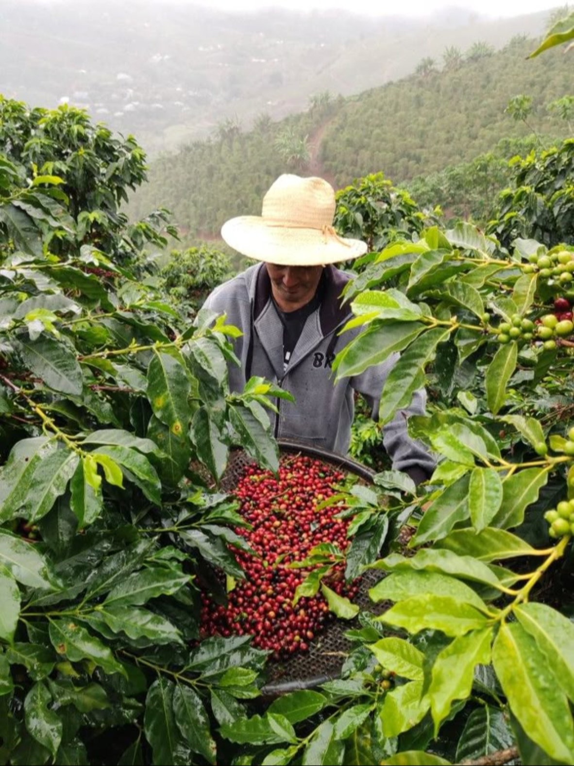 ☕🌿 ¿Sabías que puedes tener una planta de café en casa? Además de su delicioso aroma, esta planta es perfecta para decorar espacios y conectar con la naturaleza. Aquí te contamos todo lo que necesitas saber: ✨ Características 📌 Nombre científico: Coffea arabica 📌 Hojas verdes brillantes y flores blancas con un suave aroma. 📌 Produce frutos rojos (cerezas de café) que contienen los granos que tanto amamos. 📌 Ideal como planta ornamental o para quienes quieren cultivar su propio café a pequeña escala. 🌱 Cuidados básicos ☀️ Luz: Prefiere luz brillante e indirecta. Evita el sol directo que puede quemar sus hojas. 💧 Riego: Mantén el sustrato húmedo pero no encharcado. Riega cuando la capa superior del suelo esté seca. 🌡️ Clima: Le gusta el clima cálido y húmedo.  🌿 Sustrato: Suelo rico en materia orgánica, con buen drenaje. 🍃 Abono: Fertiliza cada 15-20 días en primavera y verano con un abono equilibrado. 💚 ¡Una planta que no solo embellece tu hogar, sino que también te conecta con el origen de tu #bebida favorita! #plantadecafé #CoffeaArabica #CaféEnCasa #JardineríaConAmor #plantasqueinspiran  #CuidadosDePlantas #ViveroLosRamos #AmantesDelCafé