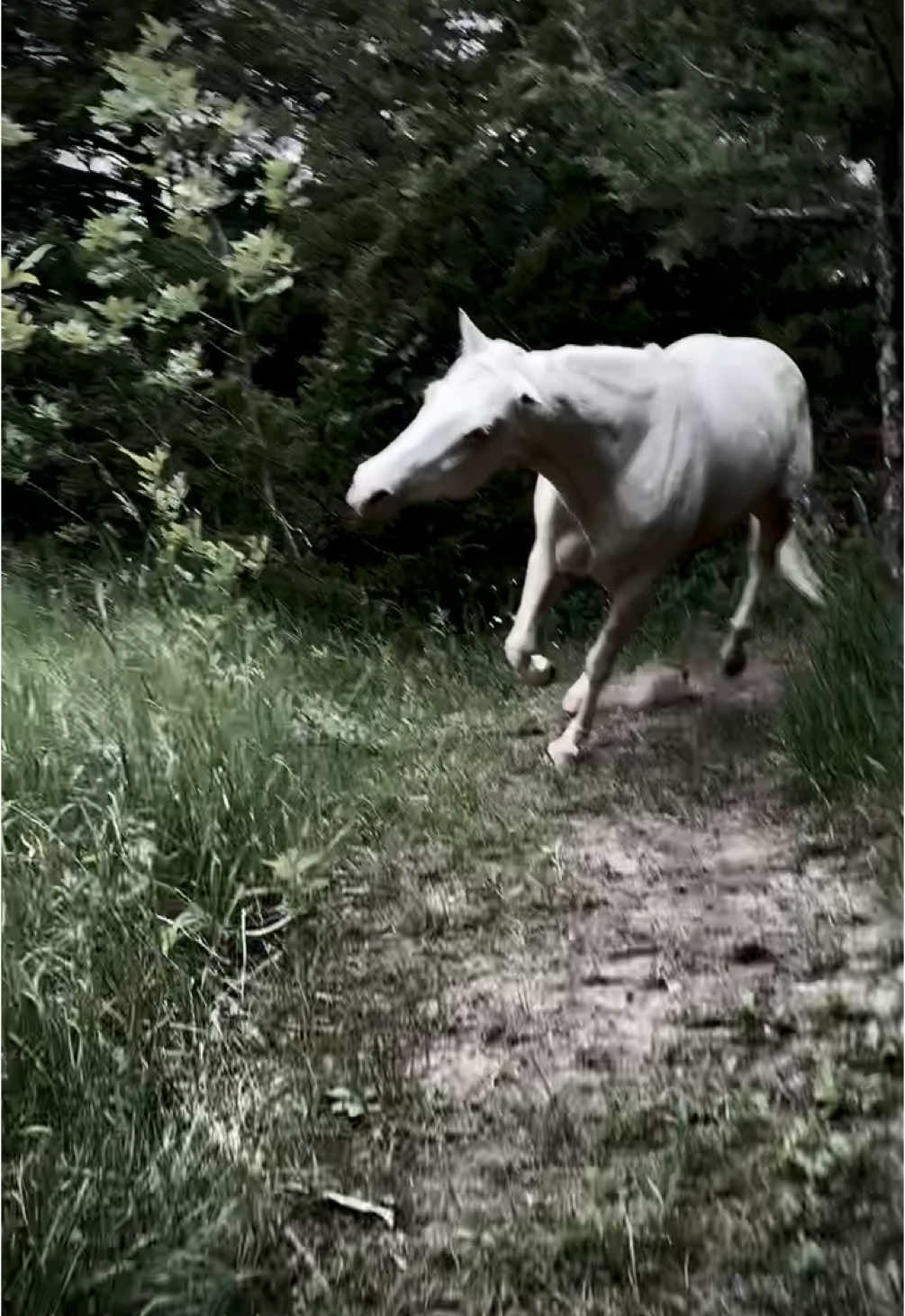 POV, getting chased by a Kelpie who wants to eat you!! (Or maybe she just wants to eat the treats in your pocket)  #horse #scary #funny #kelpie #run #chase #pov