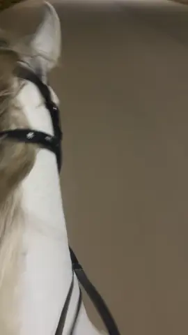 #حصان_عربي_أصيل #خيل_وخياله #خيل #خيل_عربي_اصيل #اكسبلور #ركوب_الخيل #fyp 