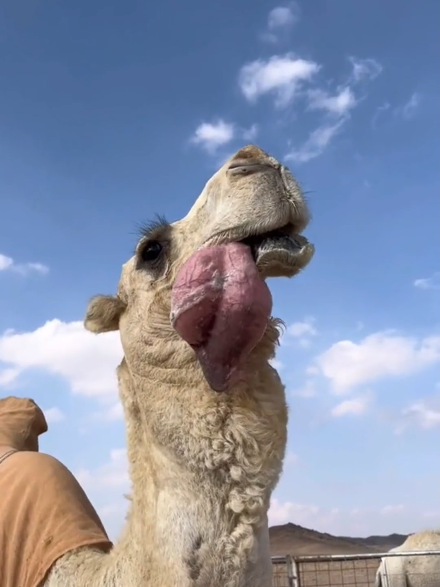 EL EXTRAÑO SECRETO DE LOS CAMELLOS PARA ENAMORAR… ¡TE VA A SORPRENDER! Cuando un camello saca eso rosado por la boca, no está enfermo… está en celo. Se llama “dulla” y es su forma de enamorar. #Camellos #CuriosidadesAnimales #Dulla #NaturalezaIncreíble #AmorAnimal #ComportamientoAnimal #FaunaSalvaje