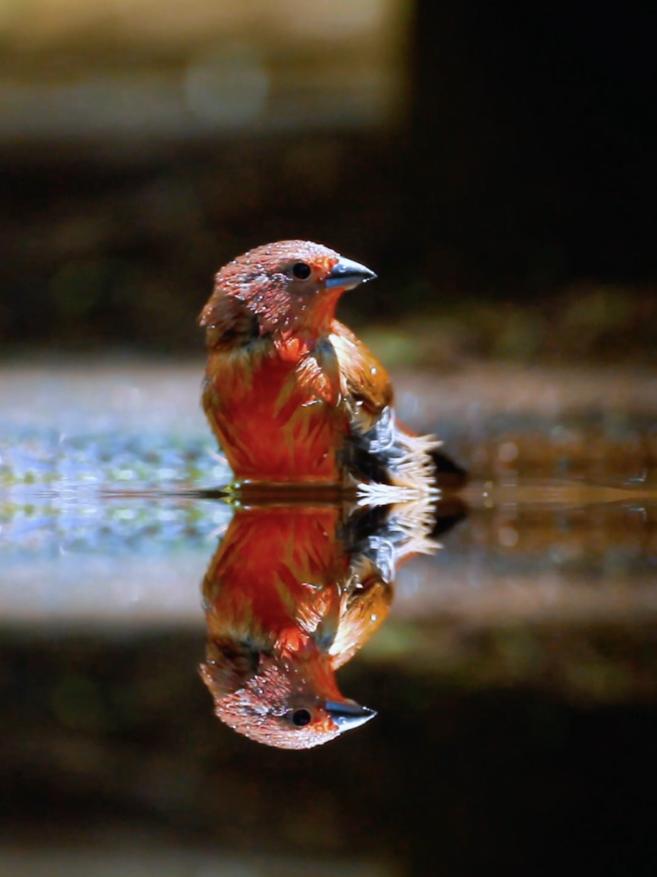Scarlet splash! How this feisty firefinch conquers bath time! Jameson's Firefinch (Lagonosticta rhodopareia) is a small, vibrant finch native to sub-Saharan Africa. The males are striking with their bright crimson-red plumage, pinkish underparts, and subtle brown streaking, while females are more subdued with warm brown tones. These birds thrive in savannas, grasslands, and shrublands, often near water. They feed mainly on seeds and insects, foraging on the ground in pairs or small flocks. Known for their soft, twittering calls, they build dome-shaped nests in dense vegetation. A hardy species, they adapt well to human-altered habitats, making them a colorful and lively presence across their range. #jamesonsfirefinch #firefinch #birds #DidYouKnow 