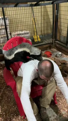 A honey badger & a human- it’s a  beautiful thing 🤍🦡 #honeybadger #animalkingdom 