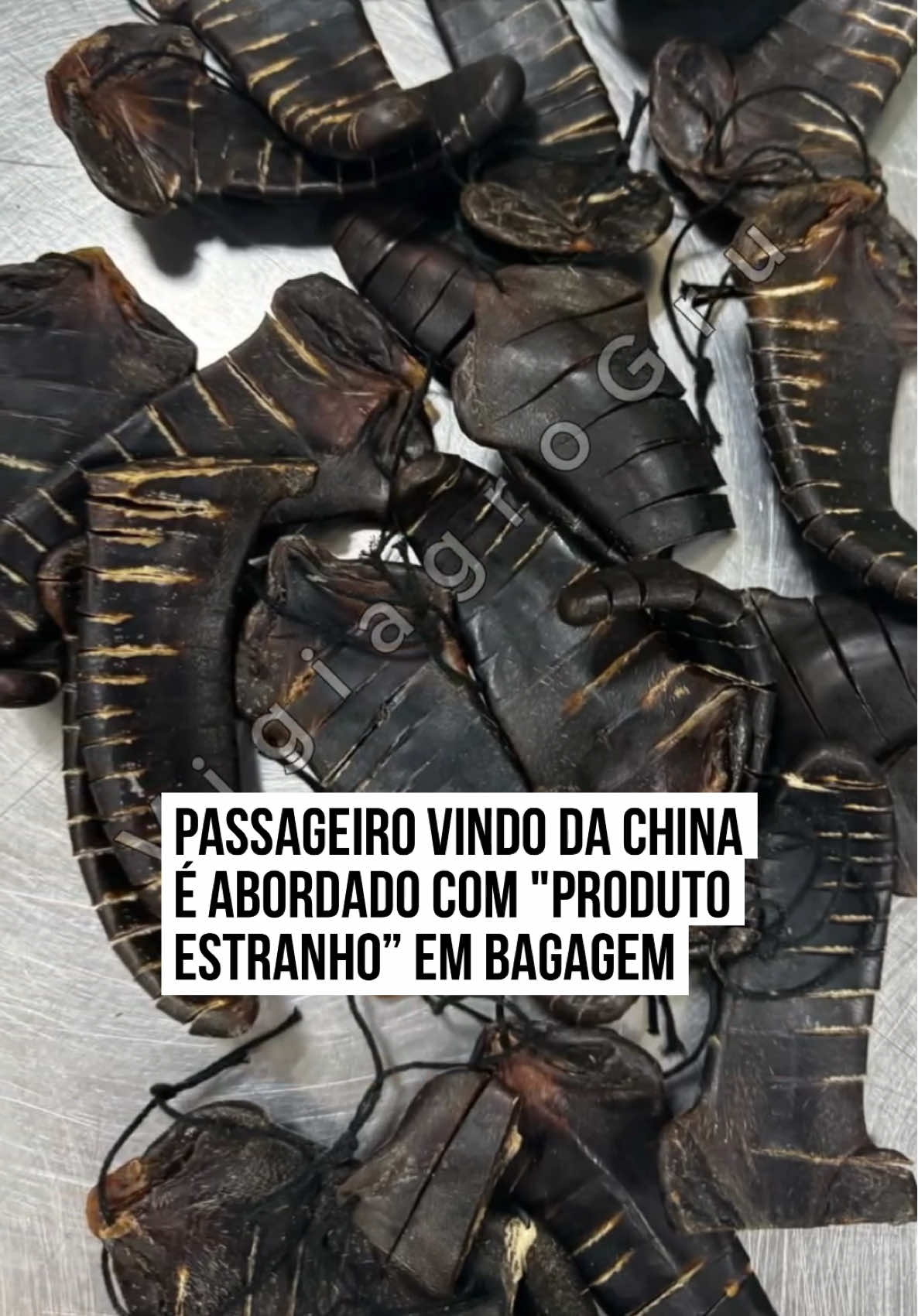 Um #passageiro foi abordado no Aeroporto de #Guarulhos, em São Paulo, com carregamento de peixes moribundos, ovos e um produto orgânico estranho, não identificado ainda como sendo de origem animal ou vegetal.    Segundo informações da página @vigiagrogru, os materiais foram encaminhados para destruição para evitar contaminação, riscos de #disseminação de #pragas ou #doenças. Os elementos estranhos foram encaminhados para análise de DNA.  #TikTokNotícias    📹 @vigiagrogru