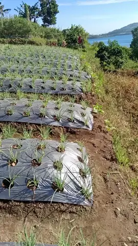#petani #sumaterabarat #Petani Bawang Merah Alahanpanjang #danaukembar #petaniindonesia🇮🇩🇮🇩🇮🇩🌿🌿 #petanisawitindonesia🇮🇩 #fypシ゚viral #fyp 