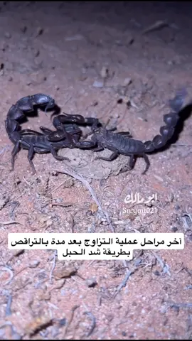 #رقص#عقرب #طبيعة #تزاوج#السعودية #حيوانات #البر #ابومالك #اكسبلور#ترند 