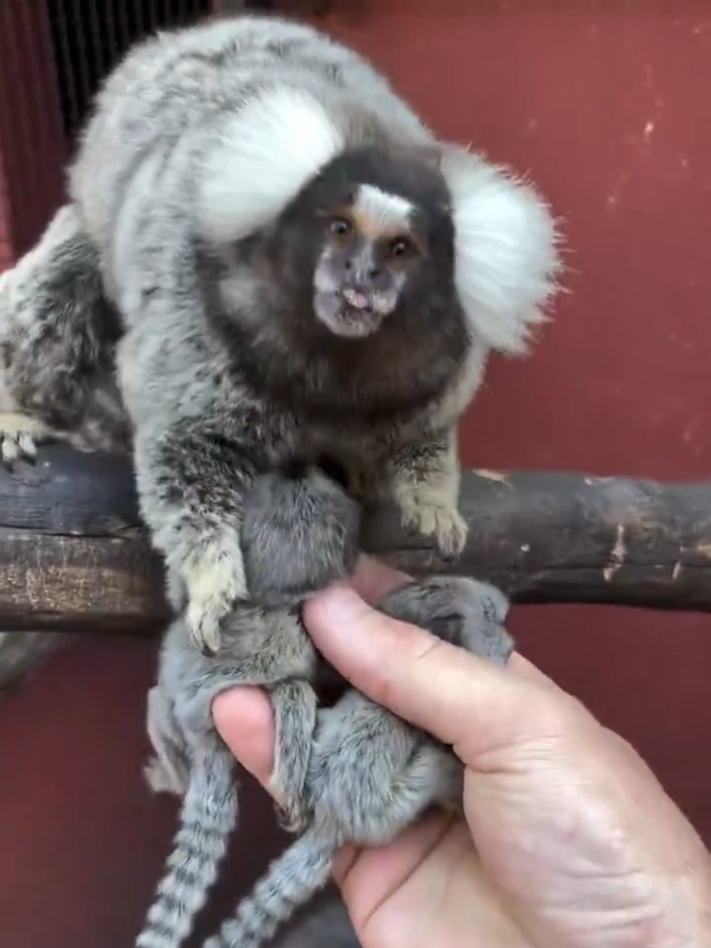 marmosets #marmoset #marmosetmonkey #marmosetbaby #marmosetmonkeys #marmosets #marmosetmom #mom #momlove #wildlife #wildanimals