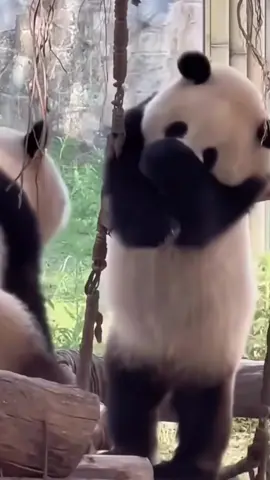 Happy Panda-it takes away the day’s fatigue🥰🥰#panda #pandafunnyvideo #tiktokshop #tiktok #Love 