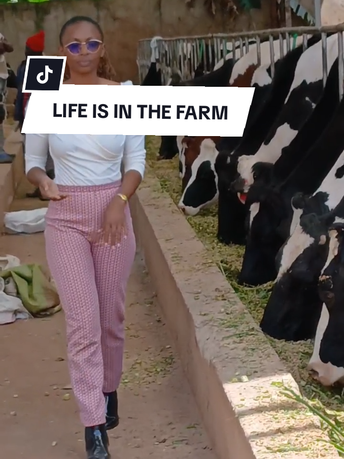 #DairyFarming #FarmingTips #Agribusiness #milkmagnet #ugandatiktok🇺🇬 #tanzania🇹🇿 #kenyantiktok🇰🇪 #kenyaninusa🇰🇪🇺🇸 #ethiopian_tik_tok🇪🇹🇪🇹🇪🇹🇪🇹 #kenyansinsaudia🇸🇦🇸🇦🇰🇪🇰🇪 #fyp 