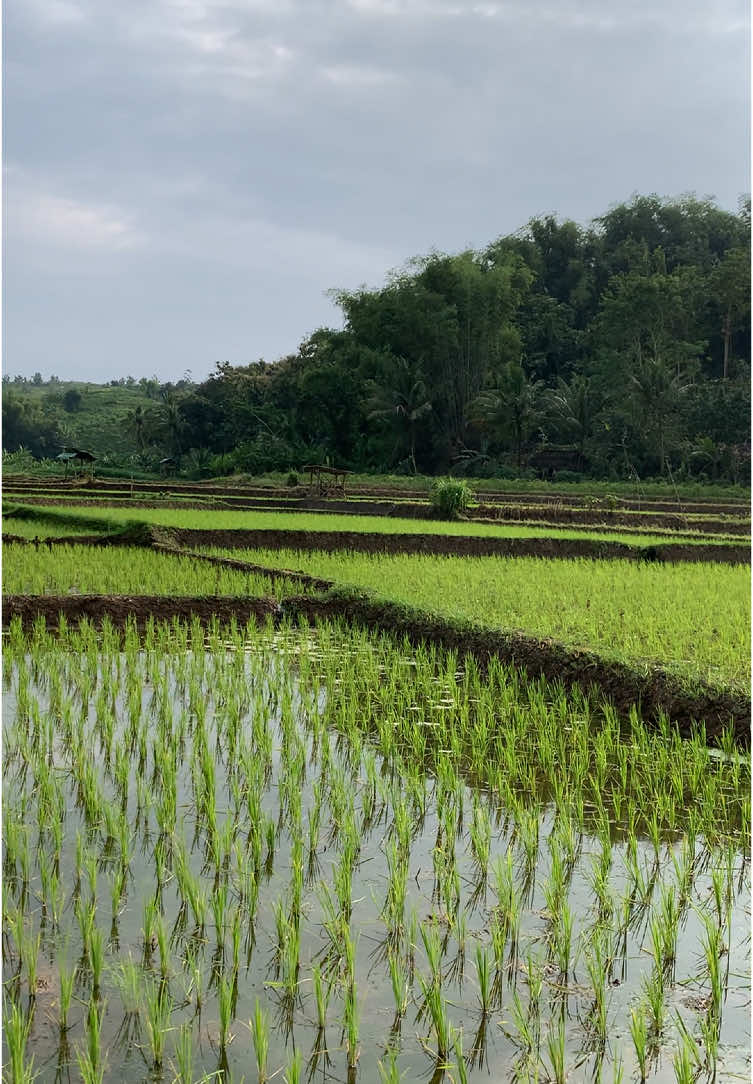 #fyp #petanimuda #petanipadi #blitar24jam 