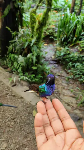 Hummingbirds! #lascotingasbirdreserve #santadeobirding #mindo #ecuador #ecuador🇪🇨 #ecuadortiktok #tours #bird #birding #birdwatching #tourist #forest #birdsofafeather #birdwatching #az #zyxcba #andes #paratii #fyp #viralvideos #amazing #wildanimals #wild #increible #viralvideos 