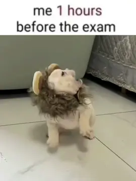 Gmail tambien procrastina #gmail #thepibblepost #pibble #gmailcore 