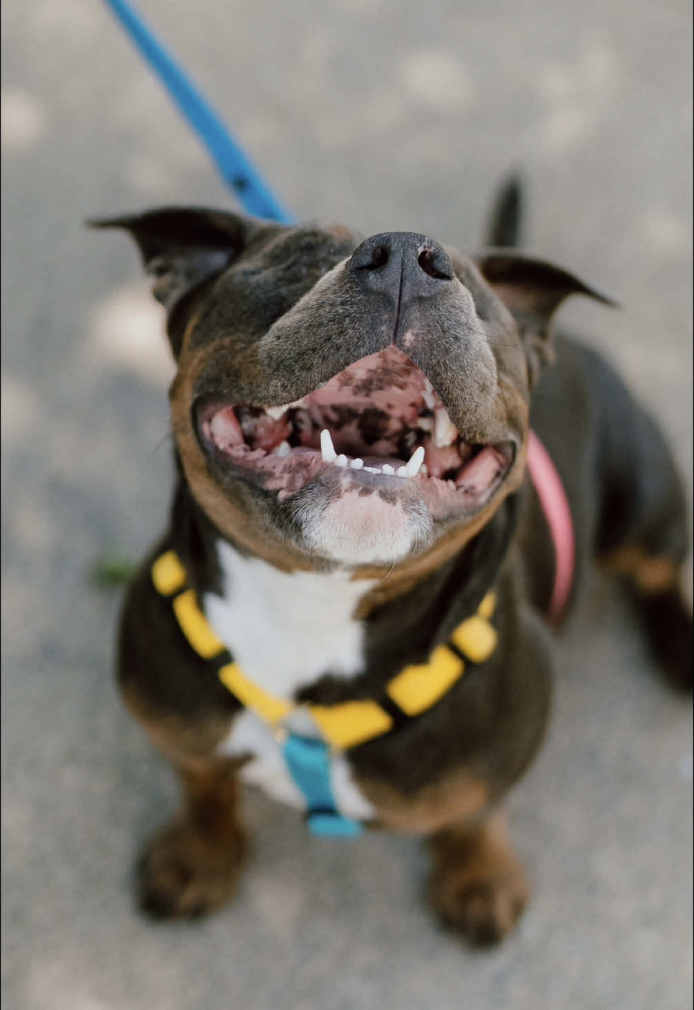 Faith in Humanity Restored 💛 I met Jessica and her blind pup, Emma, in Vancouver this weekend.  Emma is a 1.5 year old staffy mix who was born without sight. She had congenital eye disease — one and a half eyes that didn’t work, but caused her pain. So when she was spayed, they removed them both. “This is her world,” Jessica said. “She doesn’t know anything different.” Emma’s hearing is sharp, but her sense of smell? Not so much. Her snack of choice is banana + peanut butter (so she has good taste).  Jessica said having a blind dog isn’t easy, but it’s totally worthwhile. The trickiest part is that Emma has zero fear. “She’s busy,” Jessica told me. “And she doesn’t slow down.” She jumps off rocks, walks toward ledges, and plunges into water without hesitation. If Jessica’s not constantly guiding her, Emma finds herself in chaotic little situations. I watched as Emma tried to find Jessica. I watched her tail wag when she did. And I watched her lift her chin proudly for the camera — her signature pose. She may not see, but Emma feels everything. And she’s busy soaking up the world around her, one brave step at a time. === 📍 Vancouver, BC === 📸 GEAR: Sony A7CII Sony 35mm f/1.4 GM Shortstache Everyday Filter 🎨 PRESETS: Gastown Dog Enhance 01