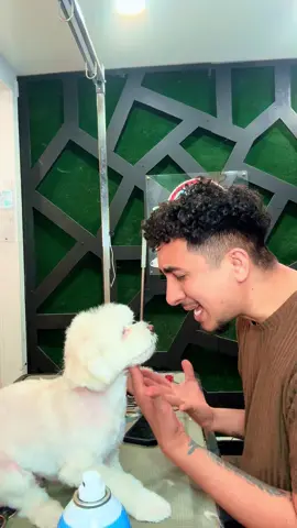 Besameeeeeee #husky #maltese #poodle