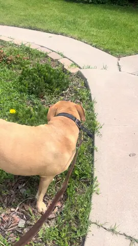 Every time we walk he start eating grass or neighbors plants..why?#dogs #pitbull
